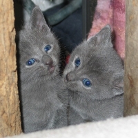 Eerste 14 weken bij Cattery Dunoe